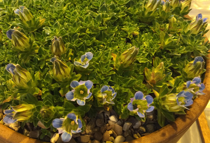 Gentiana depressa 